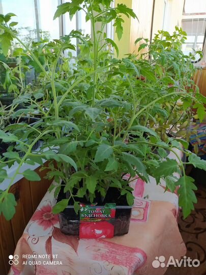 Рассада помидор