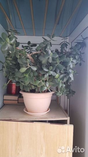 Денежное дерево толстянка