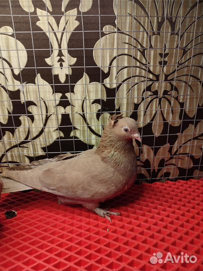 Бойные голуби