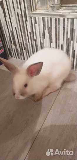 Декоративные кролики