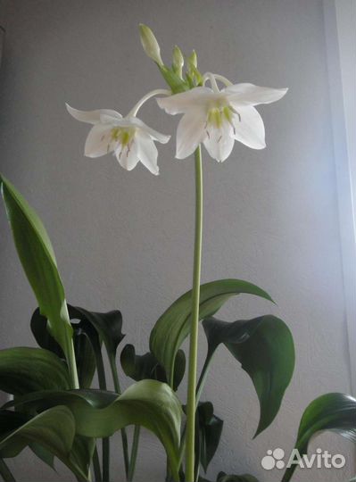 Горшечные цветы