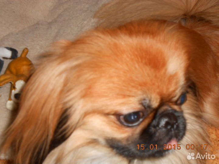 Пекинес для вязки