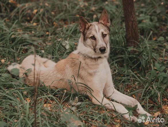 Ждет с трепетом и надеждой