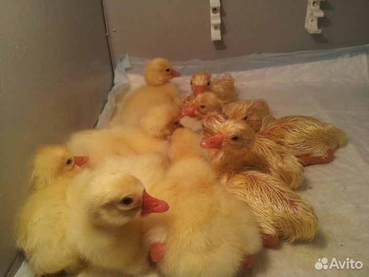 Цыплята бройлер росс/кобб