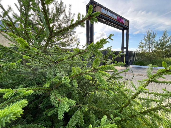 Участок 9 сот. (СНТ, ДНП)