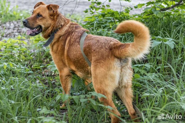 Рыжик в добрые руки