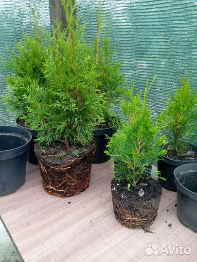 Туя смарагд