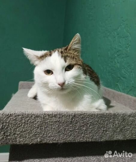 Кот Тоша ищет дом