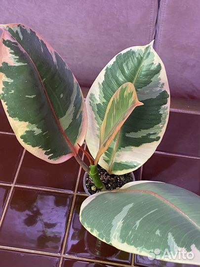 Фикус эластика Белис (укорененная верхушка)