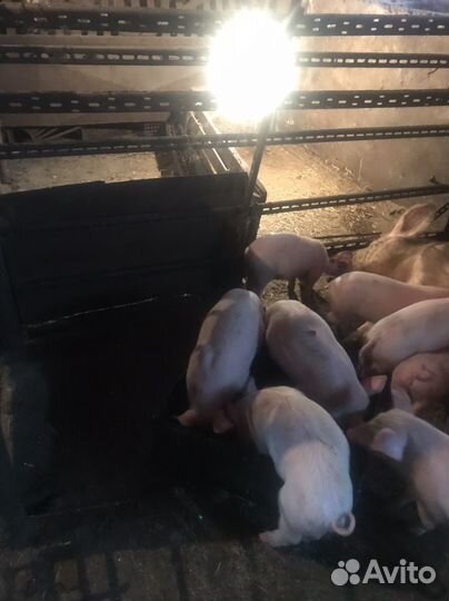 Поросенок ландрас 1 месяц