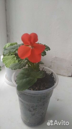 Комнатные цветы