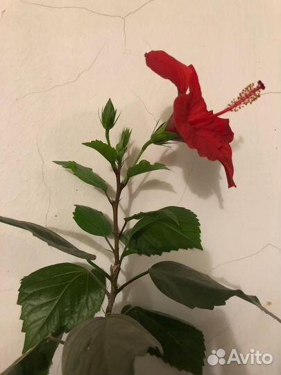 Декоративные растения, цветы для дома и офиса