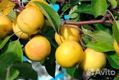 Саженцы яблони - 