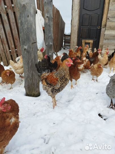 Молодые петушки