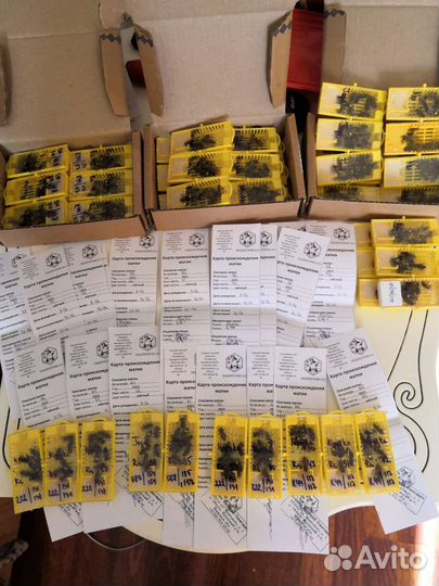 Ио Карника 2023г