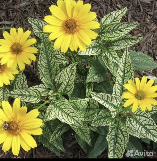 Многолетник цветы - растения наперстянка почтой