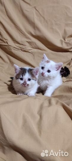 Котята