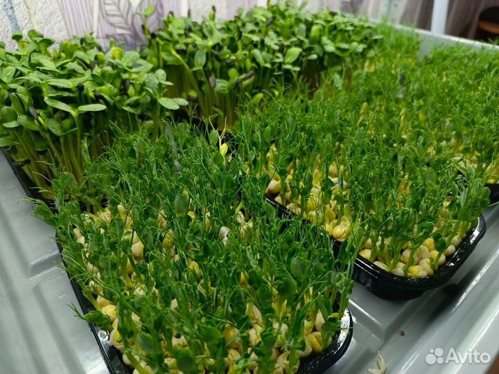 Микрозелень в Костроме