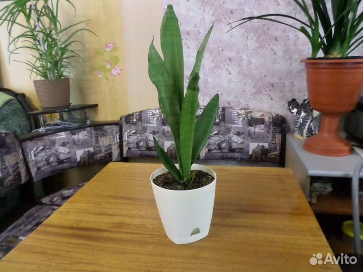 Сансевиерии сортовые