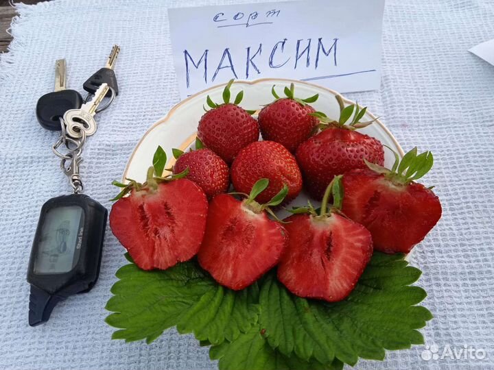 Рассада клубники районированных сортов