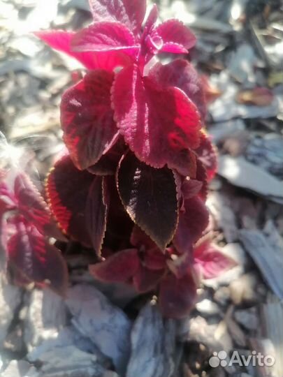 Колеус и пеларгония