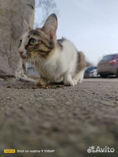 Нашли кошечку, ищем хозяев