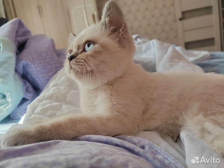 Шотландская кошечка окрас Блю поинт