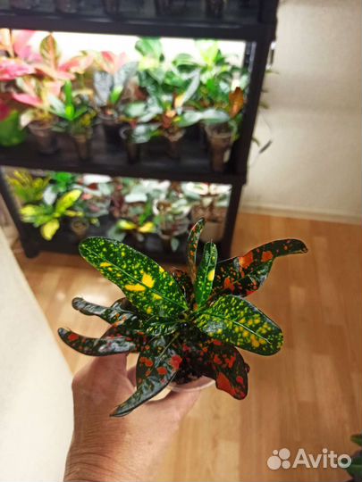 Кротон Батик