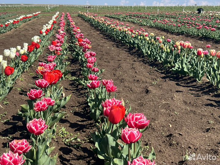 Луковицы тюльпанов Опт, в наличии 70 тысяч
