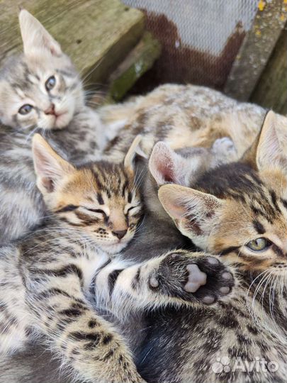 Котята в добрые руки бесплатно