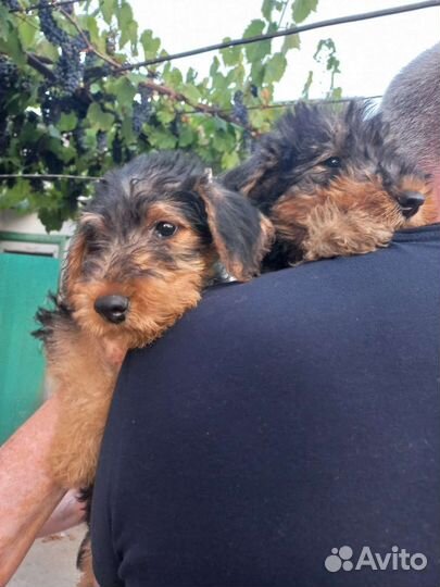 Эрдельтерьер