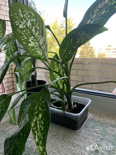 Диффенбахия