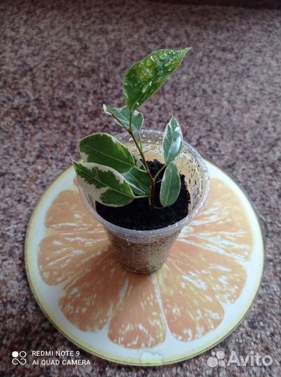 Фикус Бенджамина Кинки