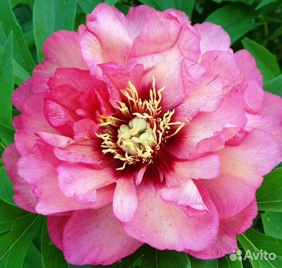 Сортовые пионы