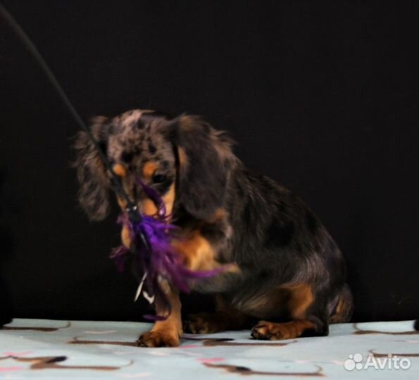 Золотой Родник Сак - Элга