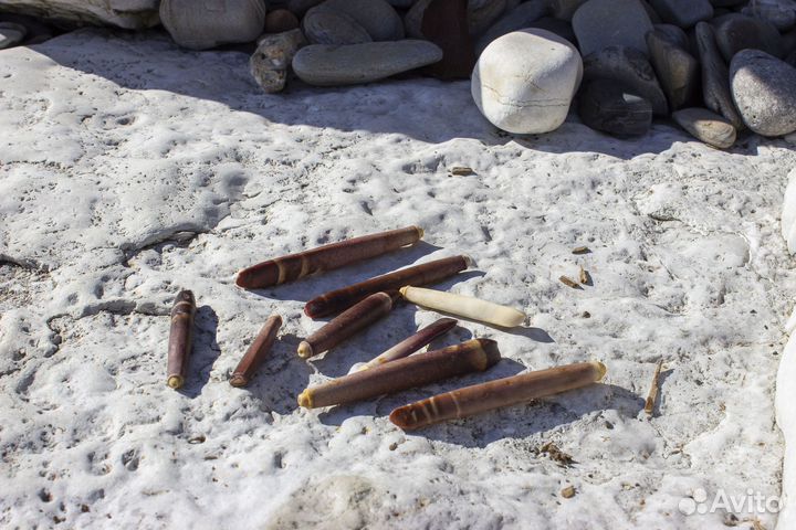 Иглы морского ежа. Твердые