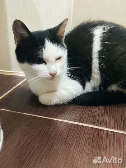 Котенок