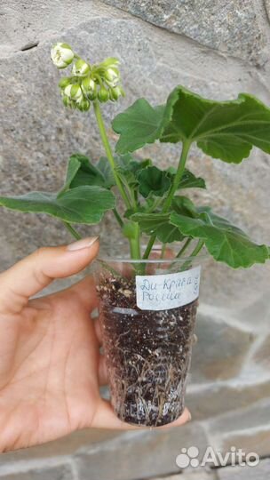 Пеларгония ди Краса России