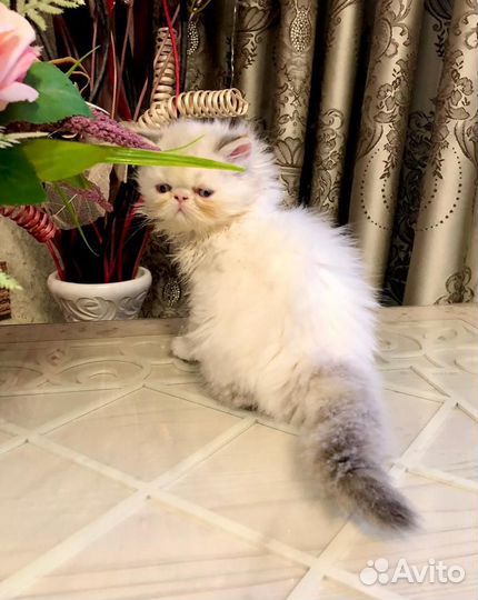 Персидские котята