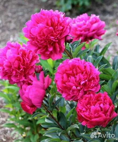 Пионы саженцы