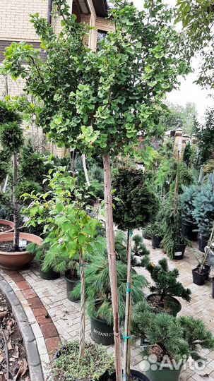 Саженцы Гинкго билоба и Карагана