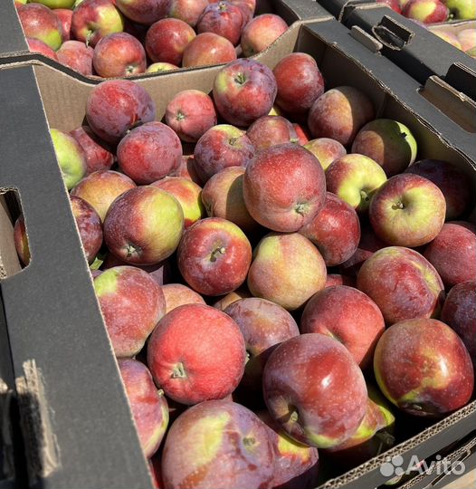 Яблоки вильямс оптом