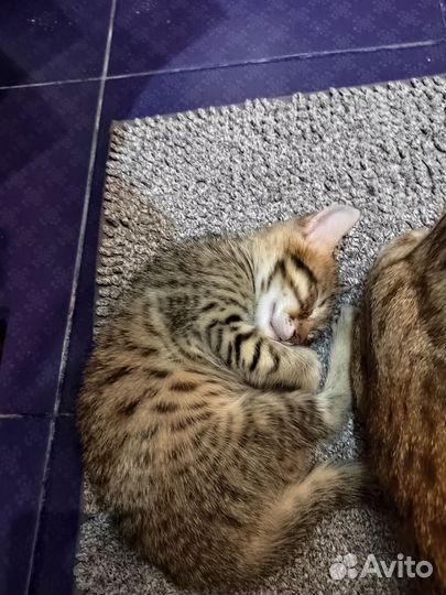 Кошка в дар бесплатно