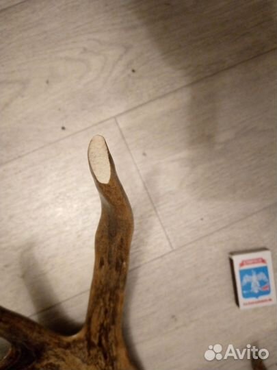 Рога оленя СССР