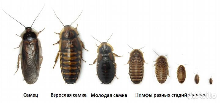 Аргентинский таракан(Blaptica dubia)