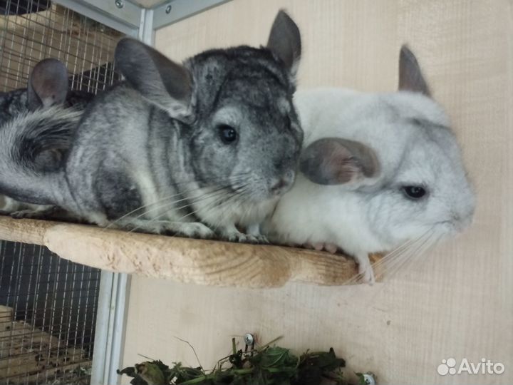 Шиншиллы 4 месяца