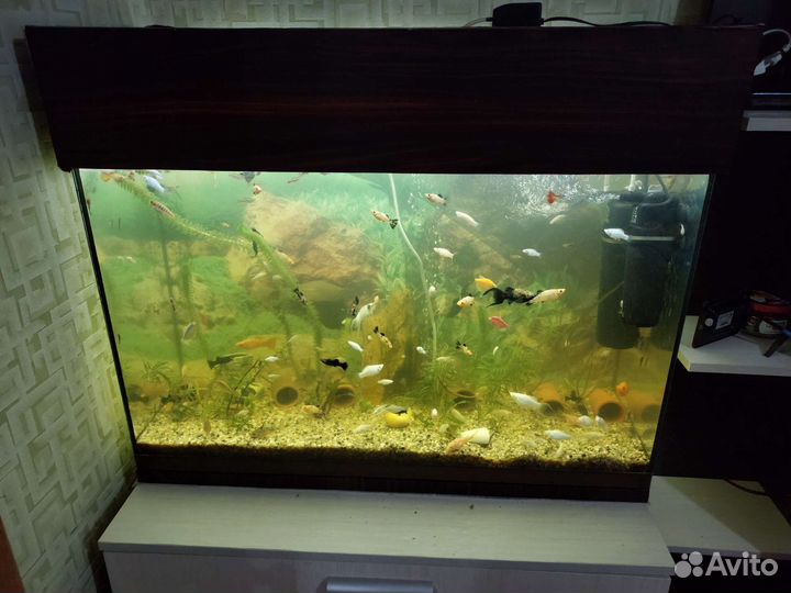 Аквариум
