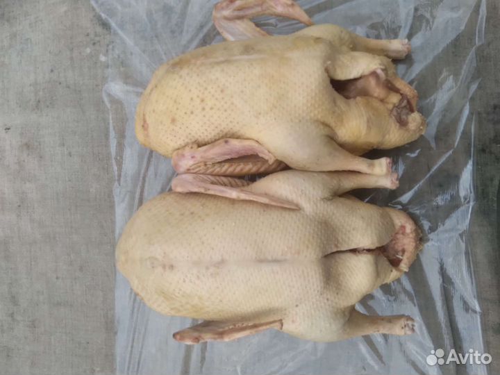 Гусь,мулард,утка,индоутка,перепелка