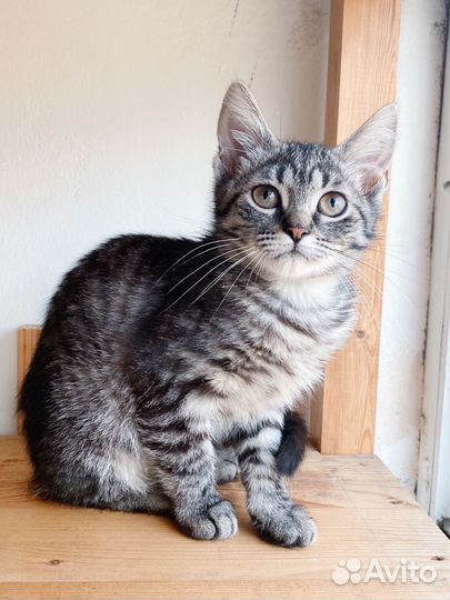 Красавица серая полосатая девочка котёнок 3 мес