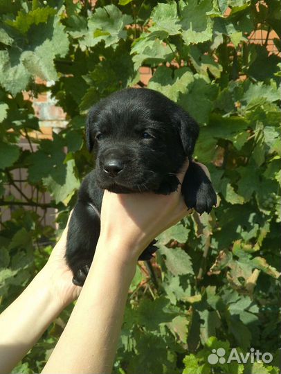 Щенки лабрадора черные